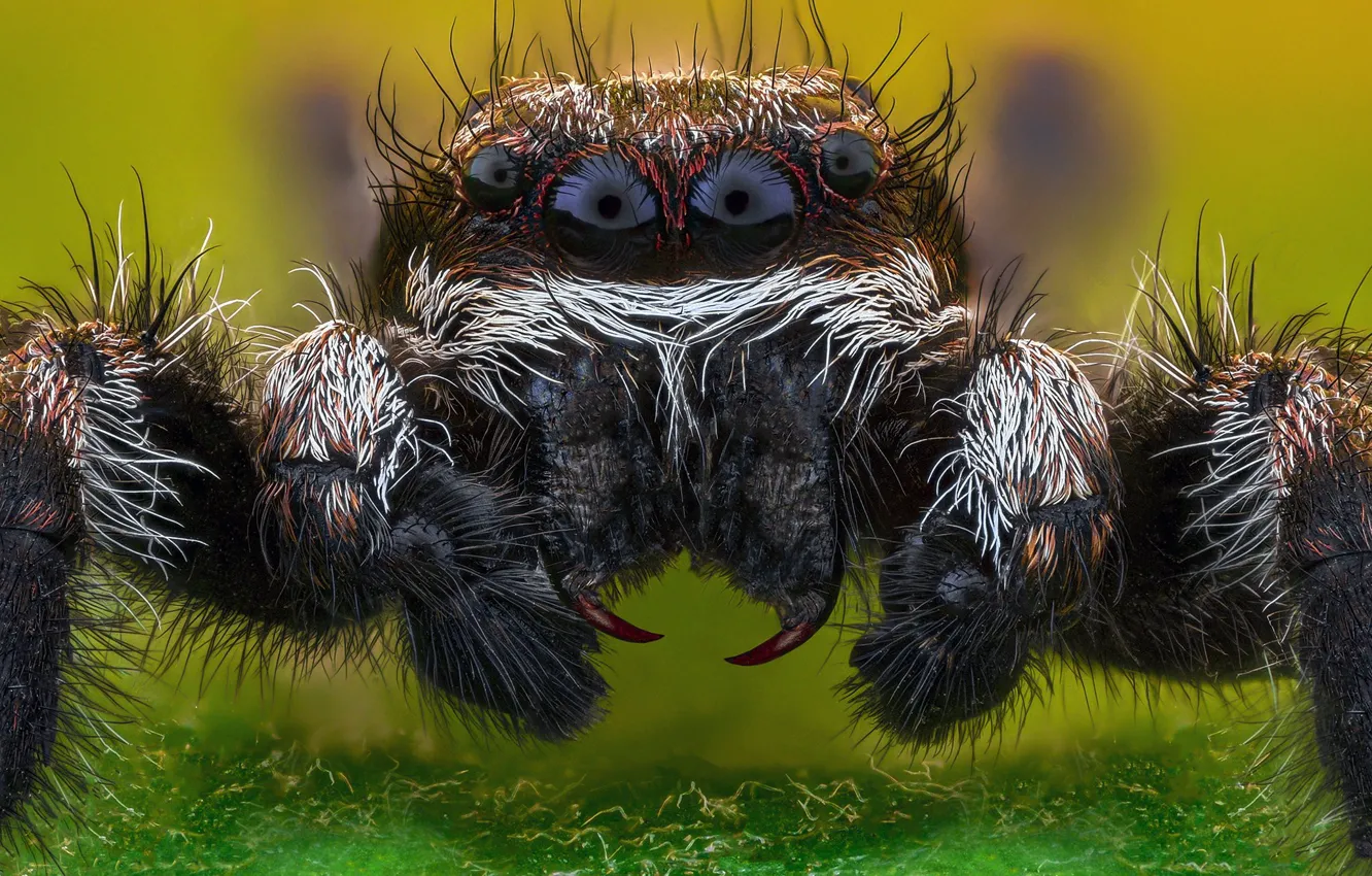 Photo wallpaper eyes, macro, portrait, spider, jumper, jumping spider