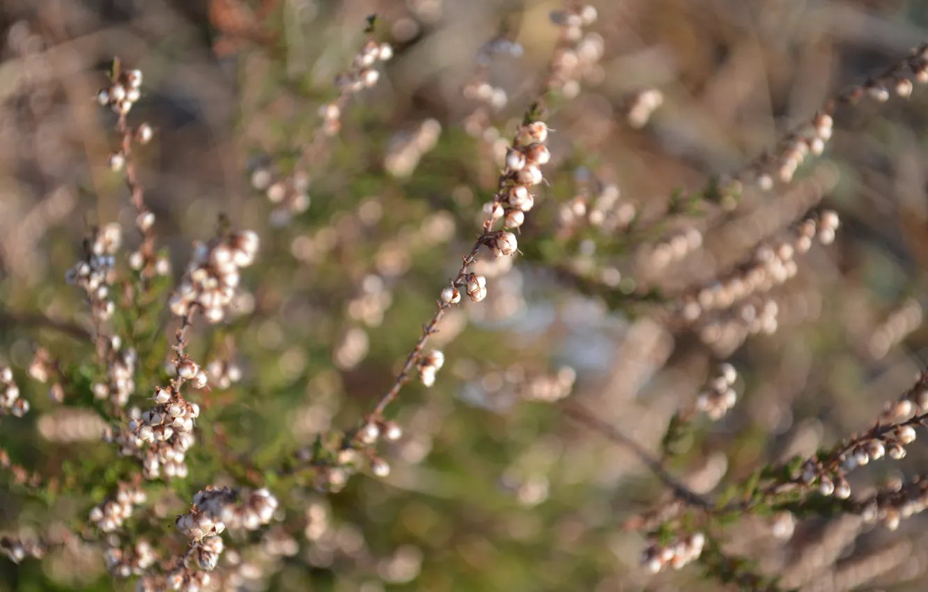 Photo wallpaper macro, flowers, Heather