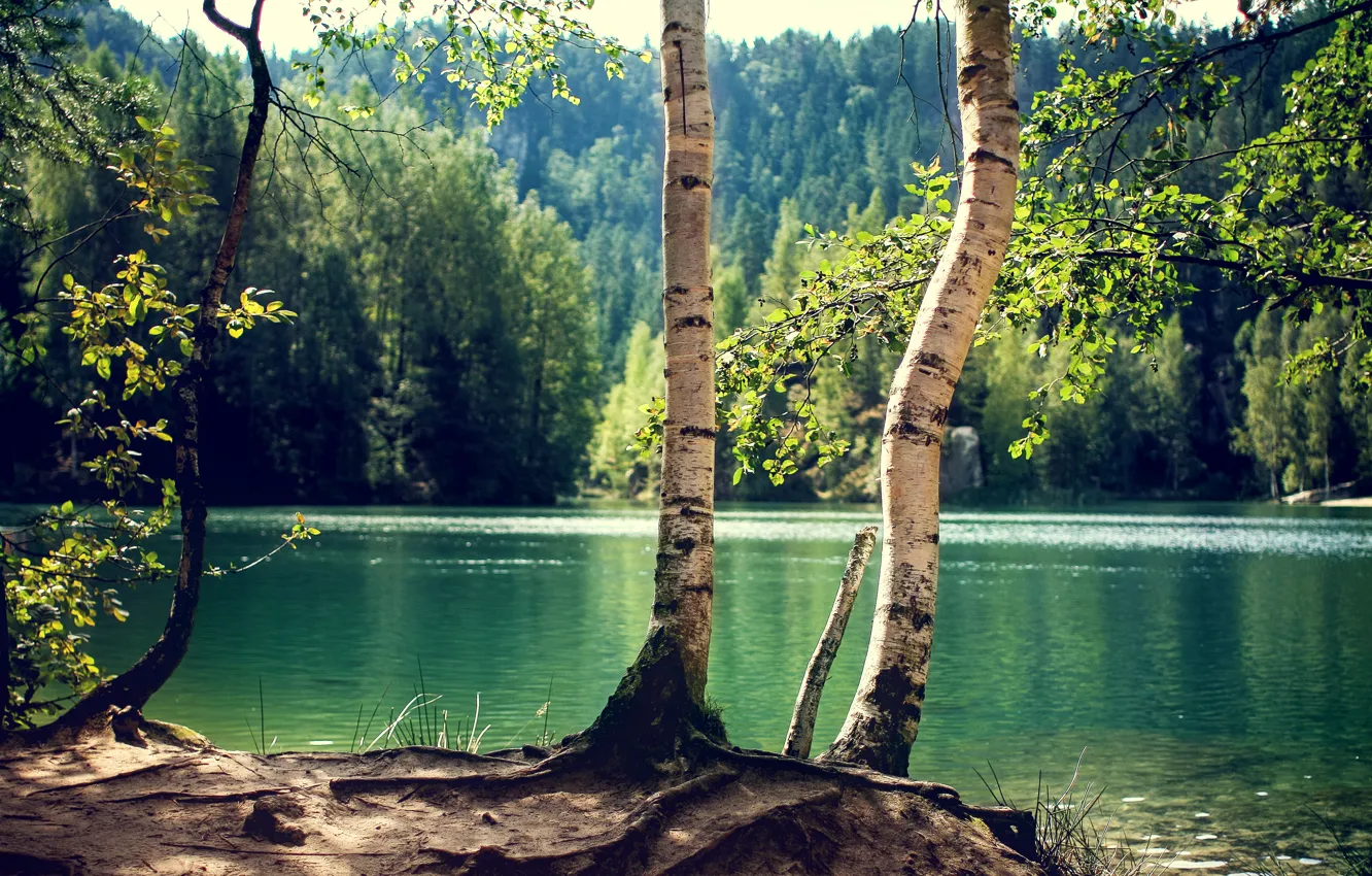 Photo wallpaper forest, trees, lake, trunk, birch, Sunny