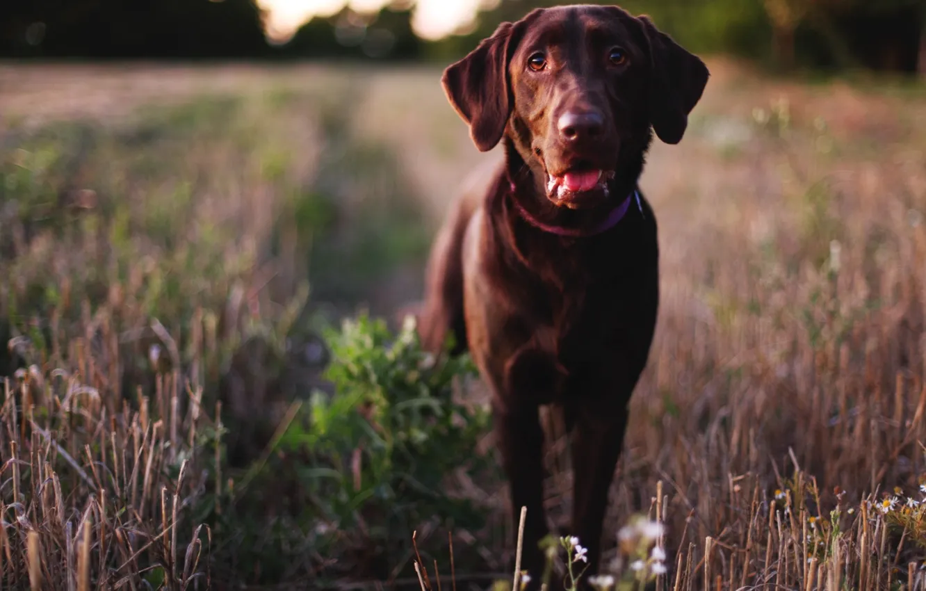 Photo wallpaper eyes, face, dog, nose, dog, Labrador Retriever