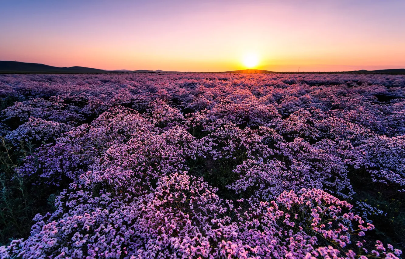 Photo wallpaper field, the sky, the sun, flowers, dawn, meadow, pink