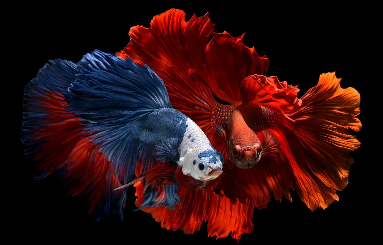 Photo wallpaper fish, background, black