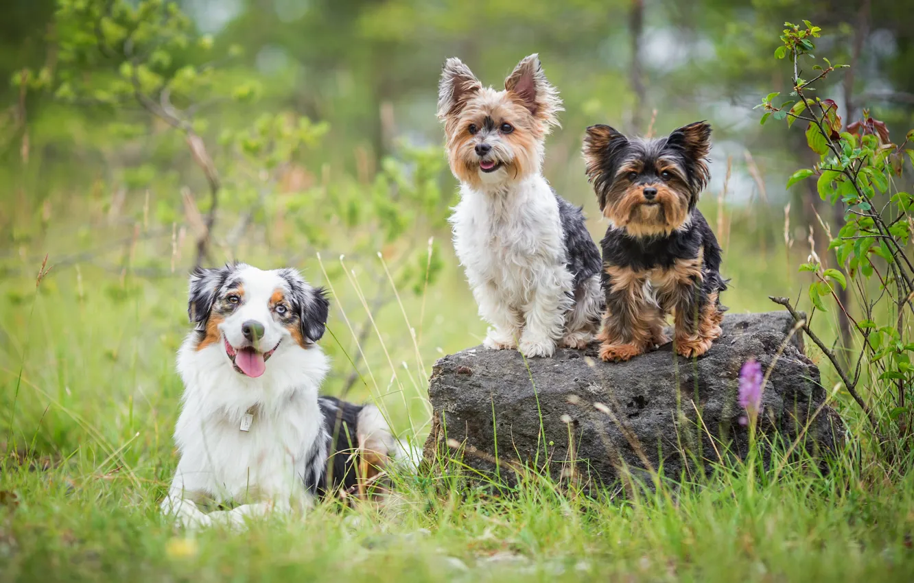 Photo wallpaper dogs, summer, grass, look, pose, stone, three, trio