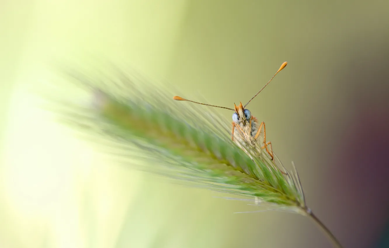 Photo wallpaper look, butterfly, legs, spikelets, antennae, a blade of grass