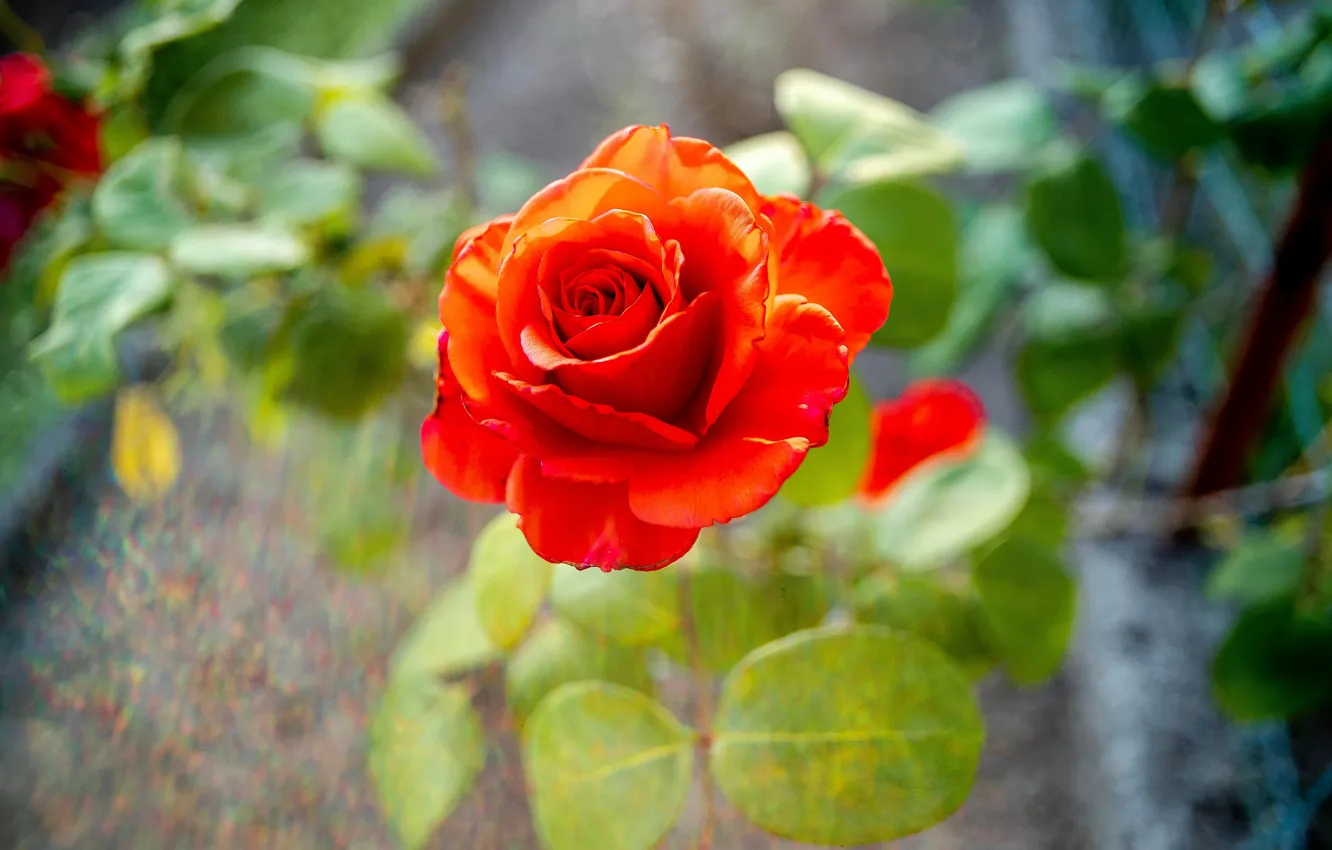 Photo wallpaper flower, background, rose, blur, garden, Bud, red, scarlet