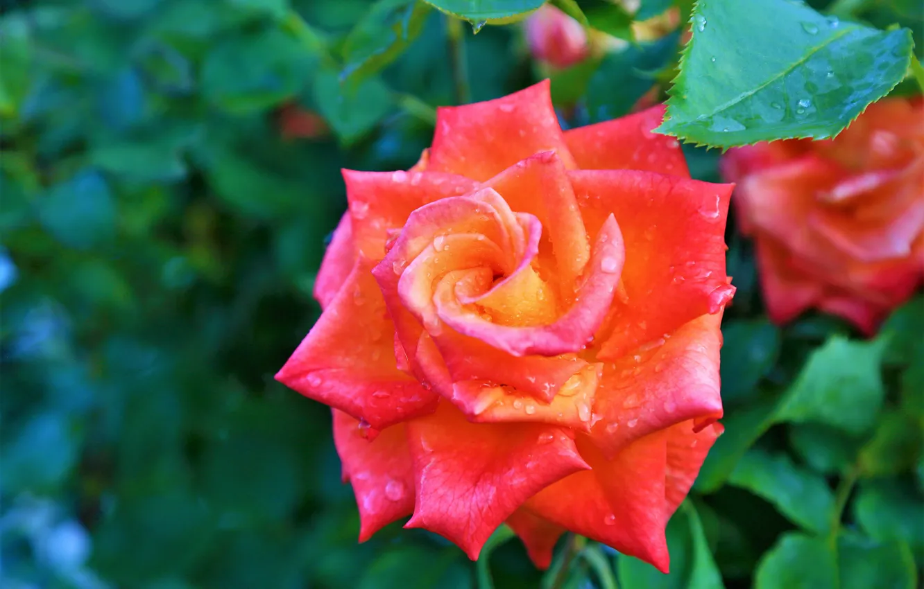 Photo wallpaper leaves, drops, flowers, orange, background, bright, roses, garden