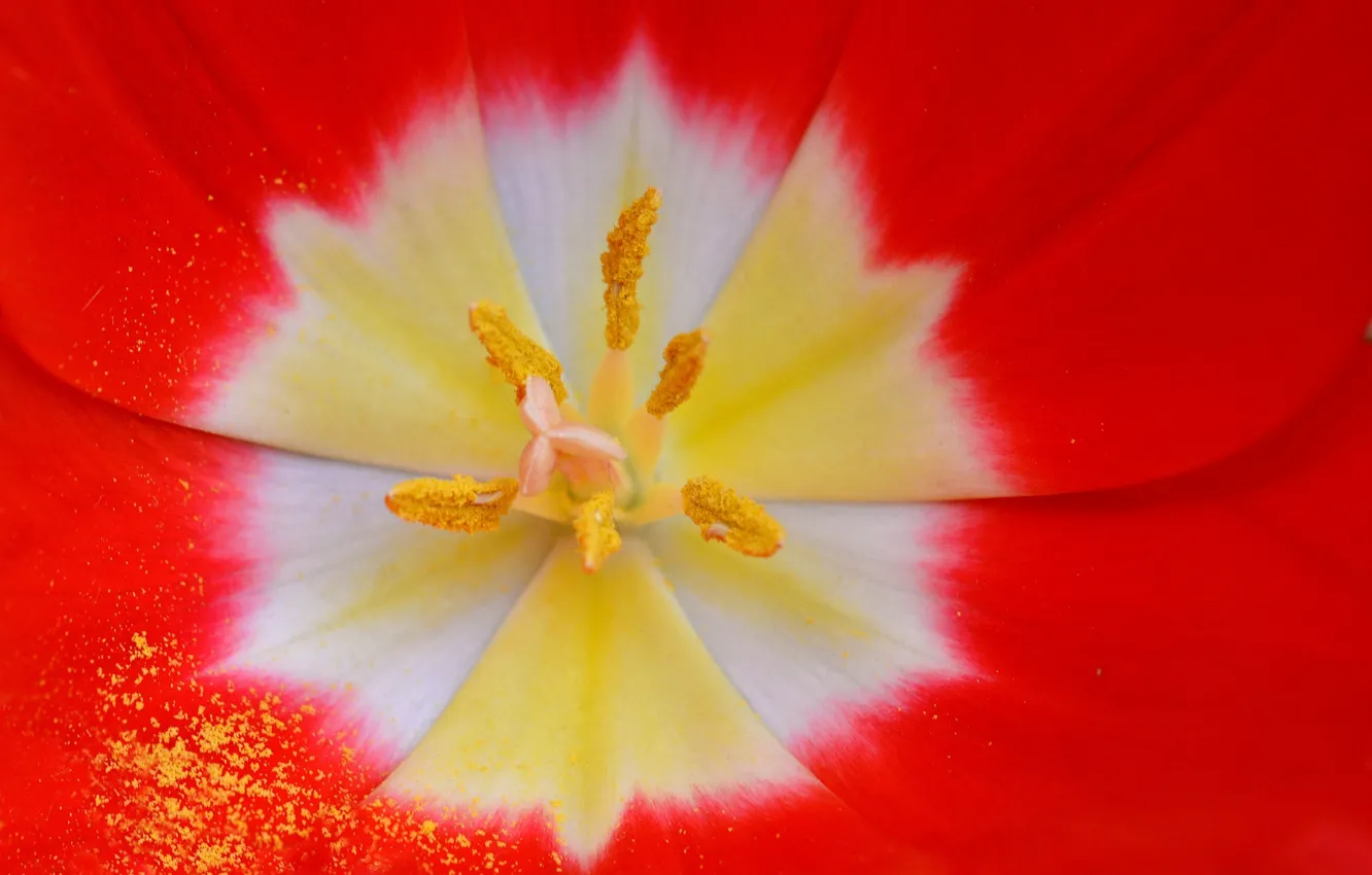 Photo wallpaper flower, Tulip, petals