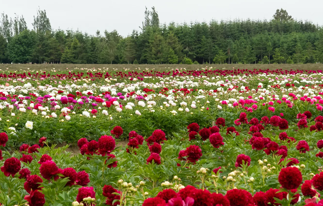Photo wallpaper field, forest, flowers, red, spring, white, a lot, peonies