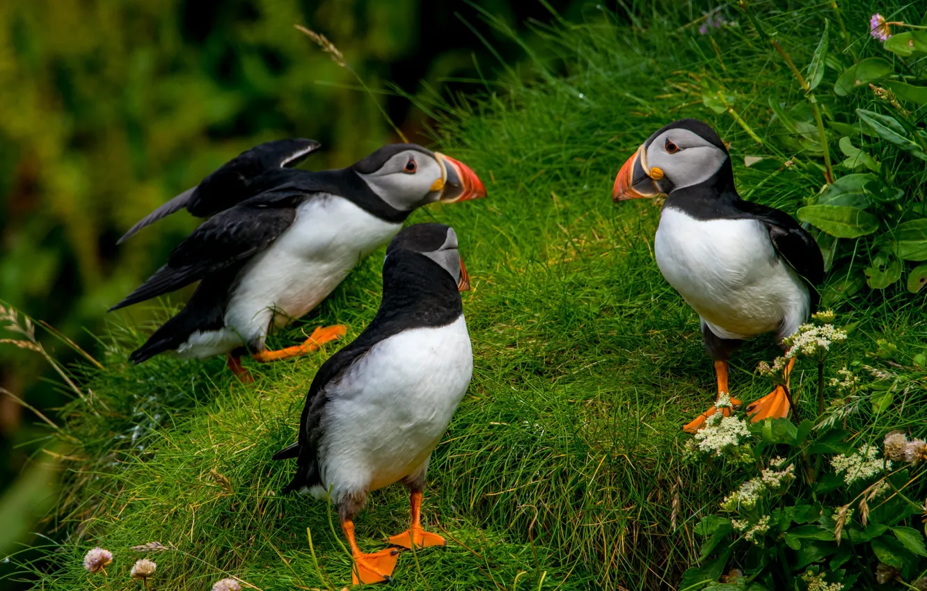 Photo wallpaper flowers, glare, bird, profile, stalled, Puffin, Atlantic