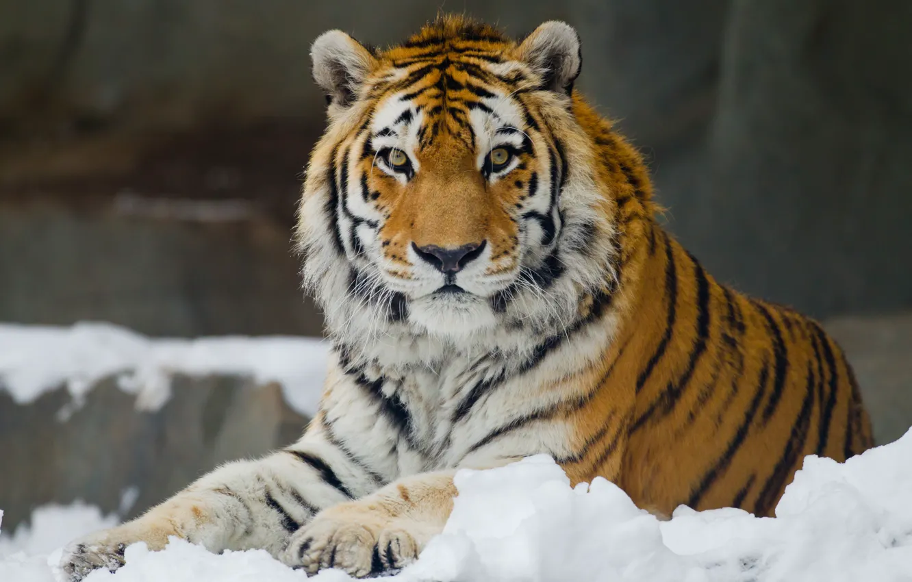 Photo wallpaper look, snow, The Amur tiger, leisure