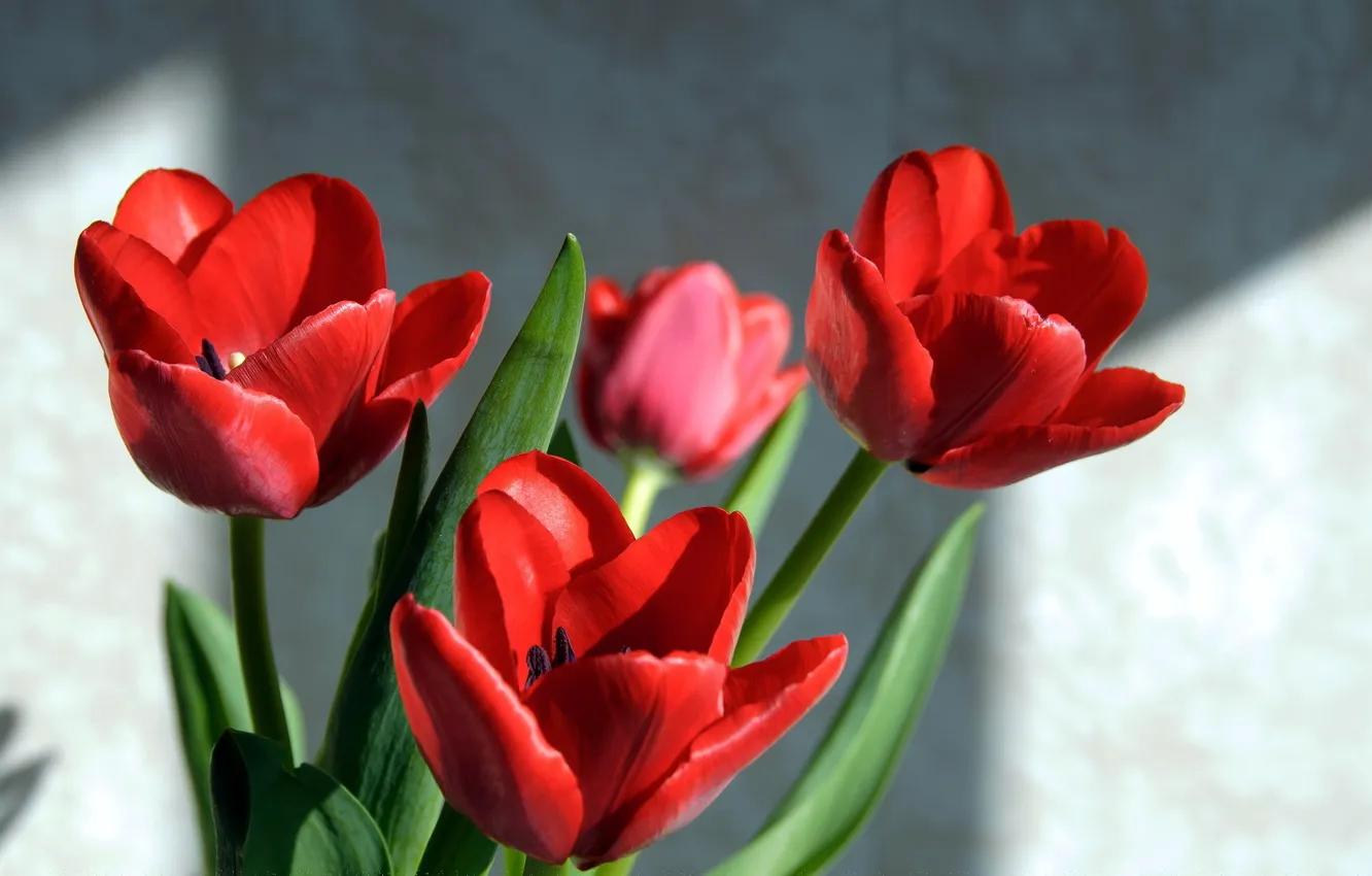 Photo wallpaper flowers, background, tulips