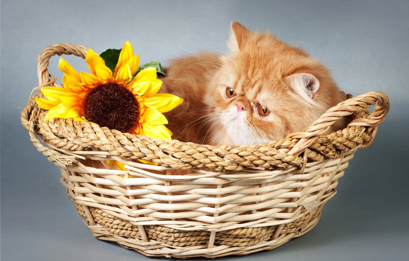 Photo wallpaper flower, basket, kitty, flower, basket, Kisa