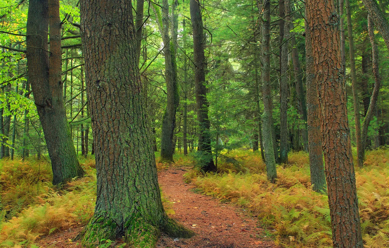 Photo wallpaper road, forest, grass, trees, path