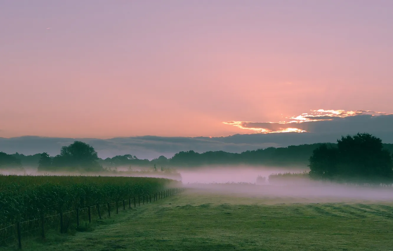 Photo wallpaper field, the sky, grass, clouds, sunset, fog, hills, vineyard