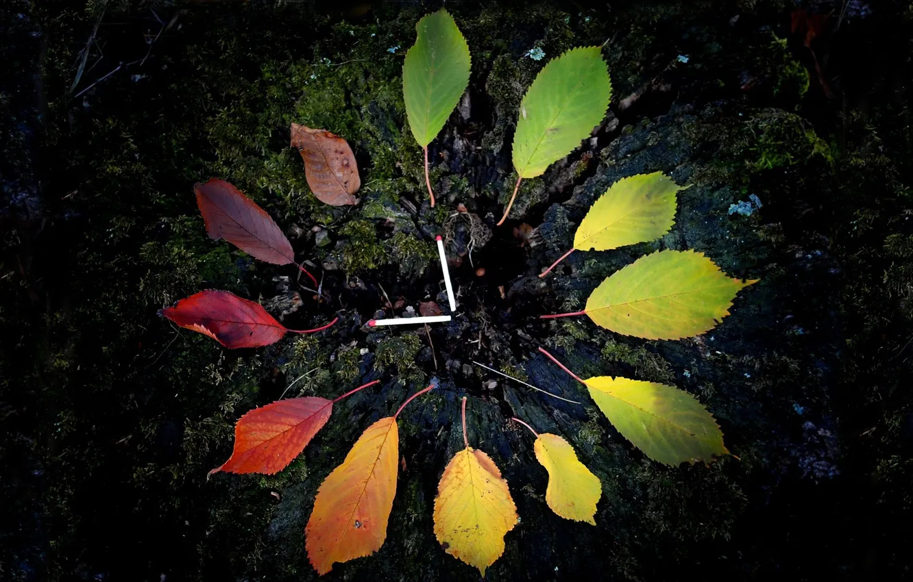 Photo wallpaper autumn, leaves, arrows, watch, moss, matches, dial, soil