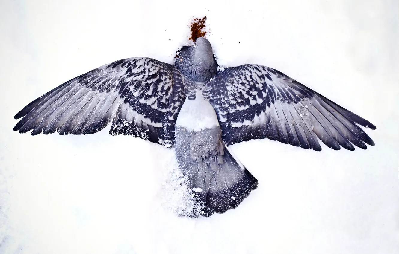 Photo wallpaper winter, snow, death, bird, blood, wings, feathers, pigeons