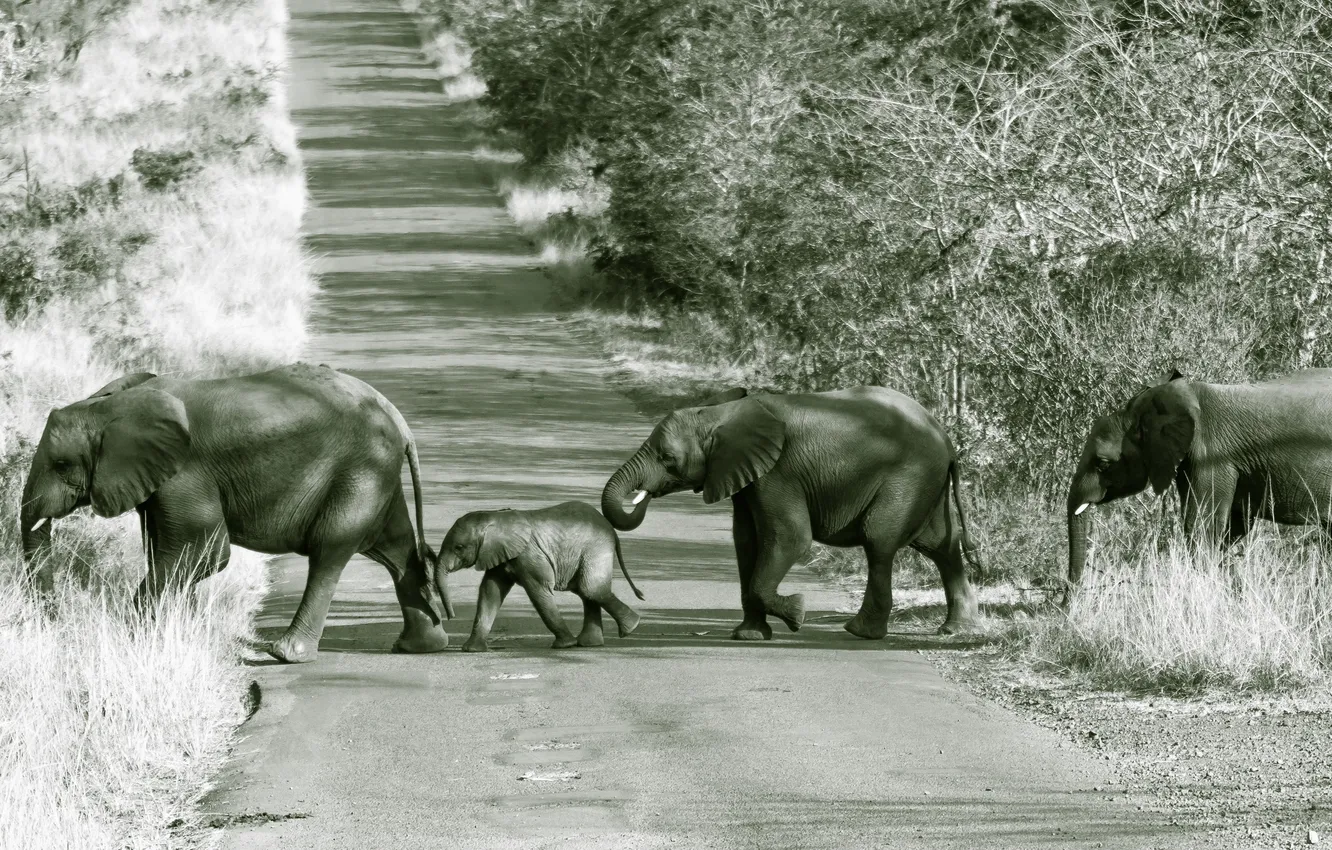 Photo wallpaper road, nature, elephant