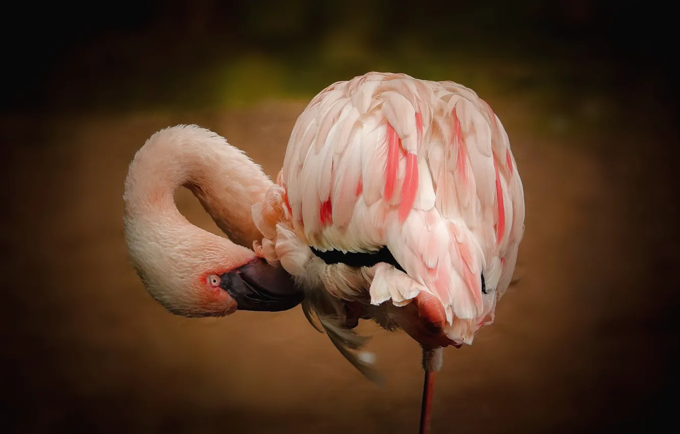 Photo wallpaper pose, the dark background, bird, Flamingo, pink flamingos