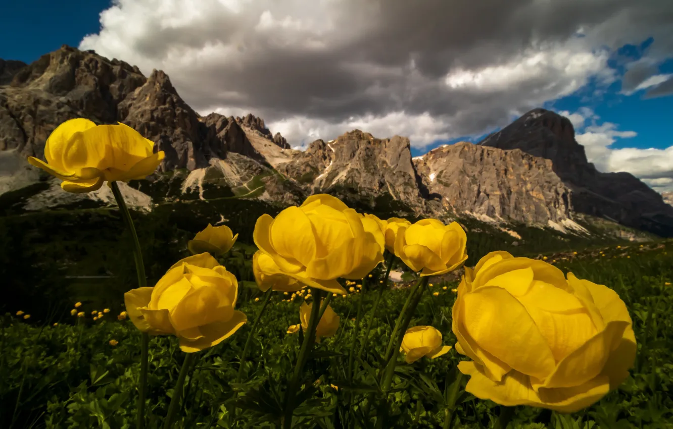 Photo wallpaper flowers, mountains, yellow, globeflowers