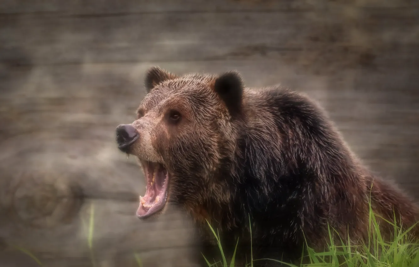 Photo wallpaper grass, background, bear, mouth, grizzly