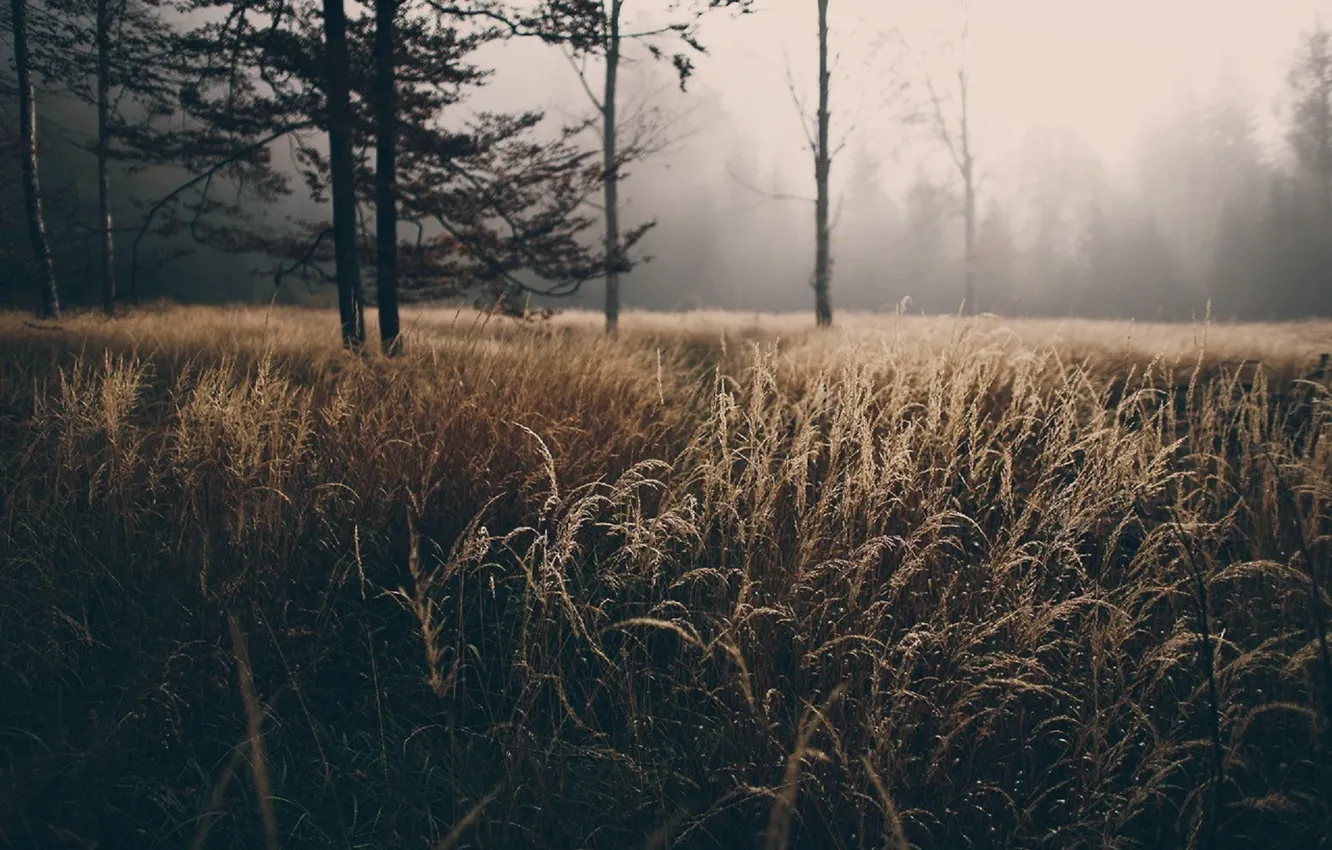 Photo wallpaper field, autumn, forest, trees, fog, spikelets