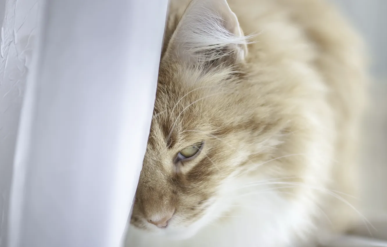 Photo wallpaper cat, comfort, home