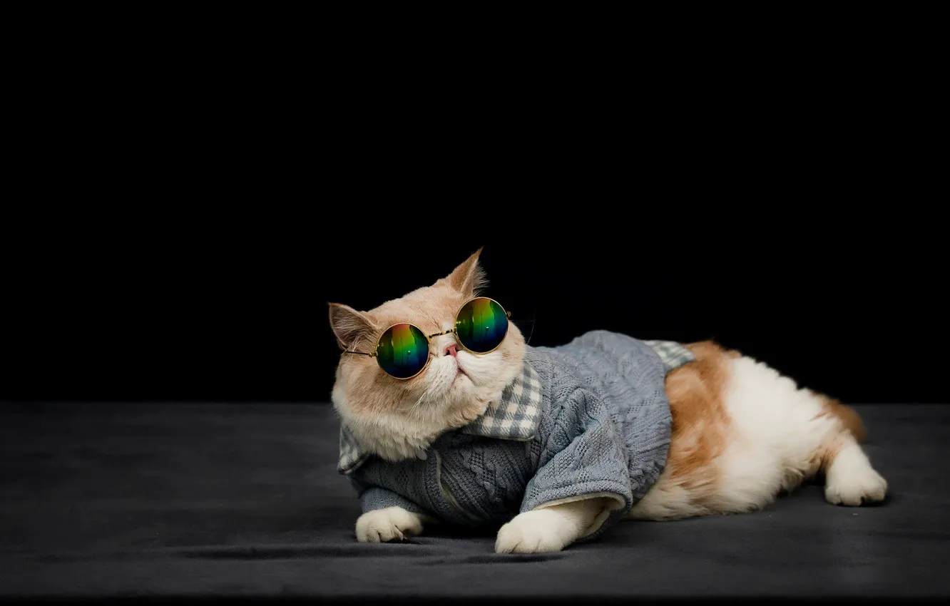 Photo wallpaper cat, cat, clothing, glasses, costume, fabric, lies, red