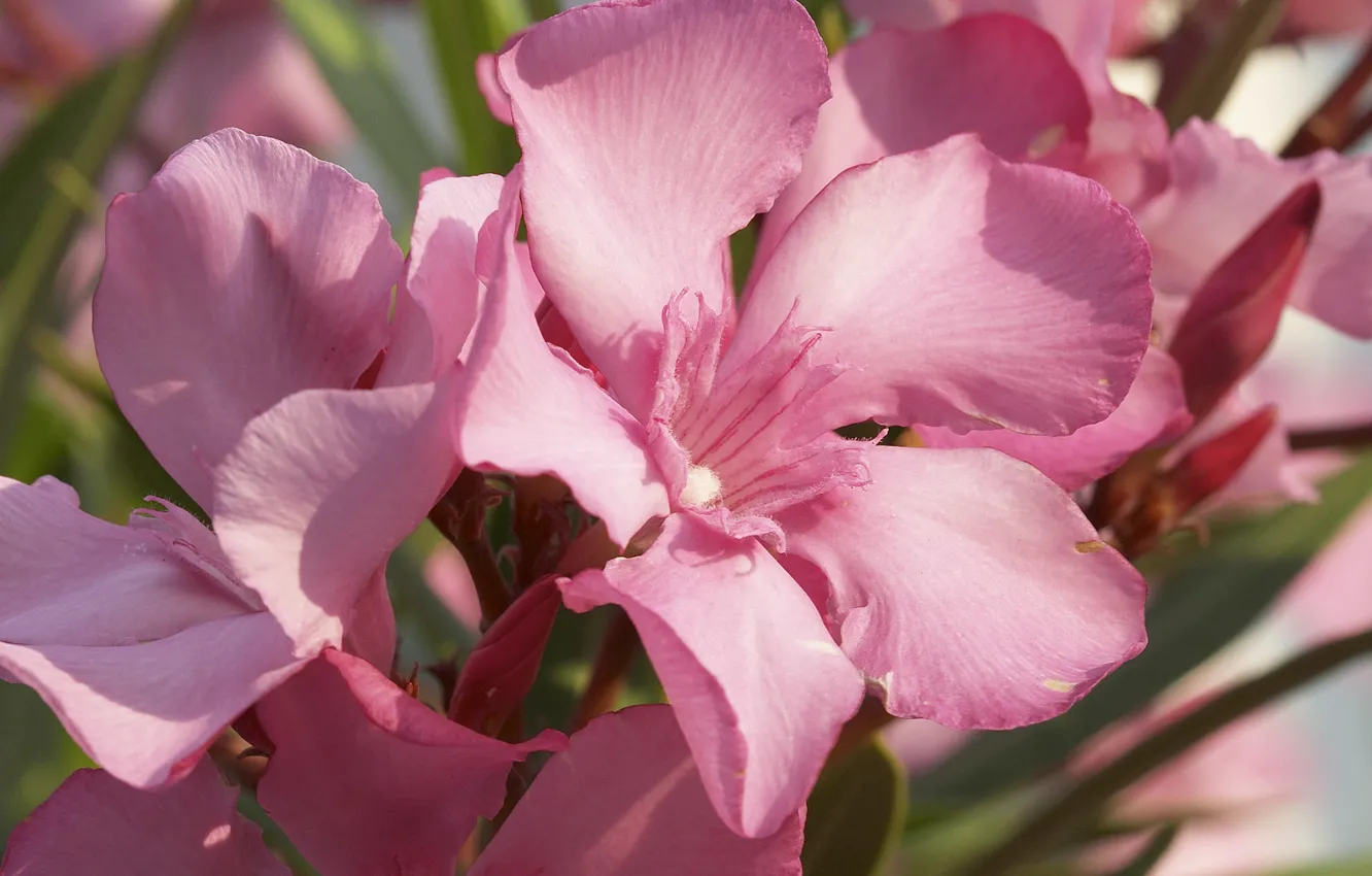 Photo wallpaper summer, Wallpaper, petals, pink, flowerbed