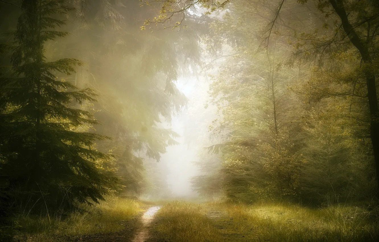 Photo wallpaper forest, summer, fog