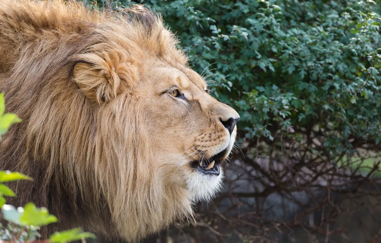 Photo wallpaper face, Leo, mane, the king of beasts, profile, wild cat