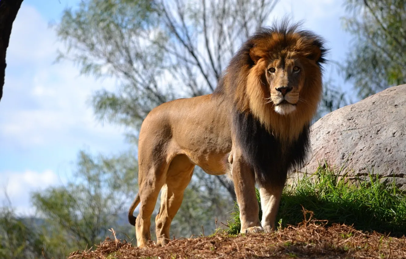 Photo wallpaper animals, lion, Male, king, big cat