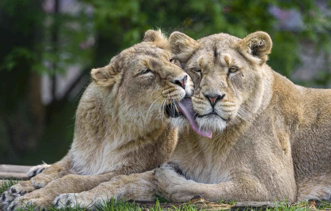 Photo wallpaper love, cats, pair, lions, lioness, ©Tambako The Jaguar
