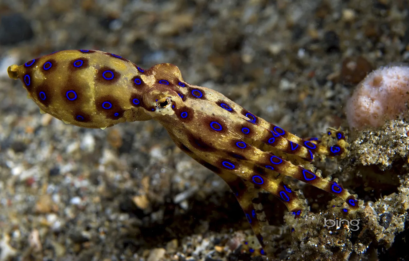 Photo wallpaper sea, the ocean, paint, color, octopus