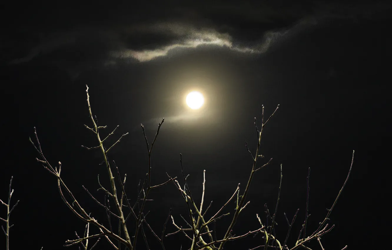 Photo wallpaper moon, night, clouds, shadows, branches