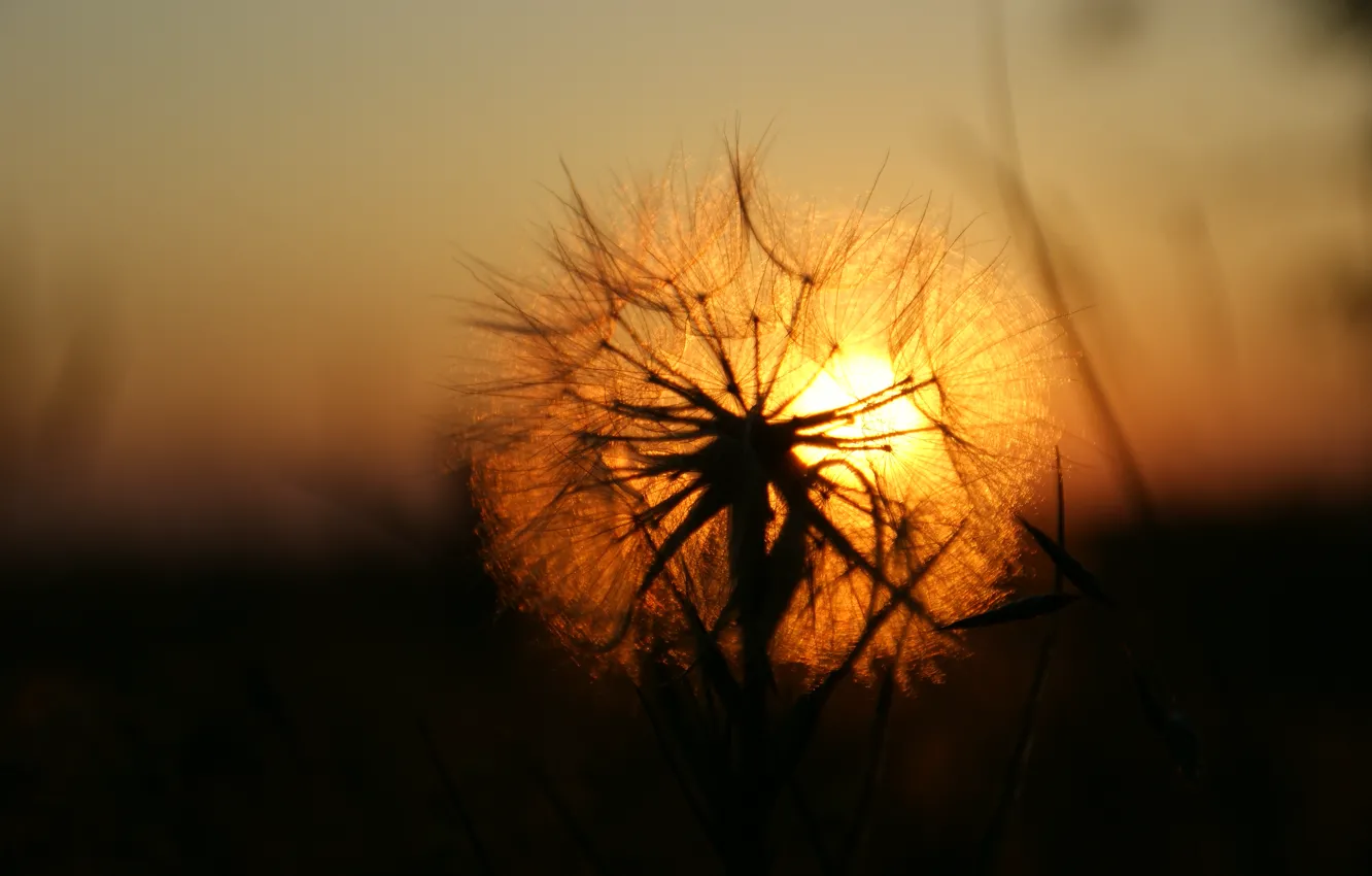 Photo wallpaper the sun, sunset, dandelion