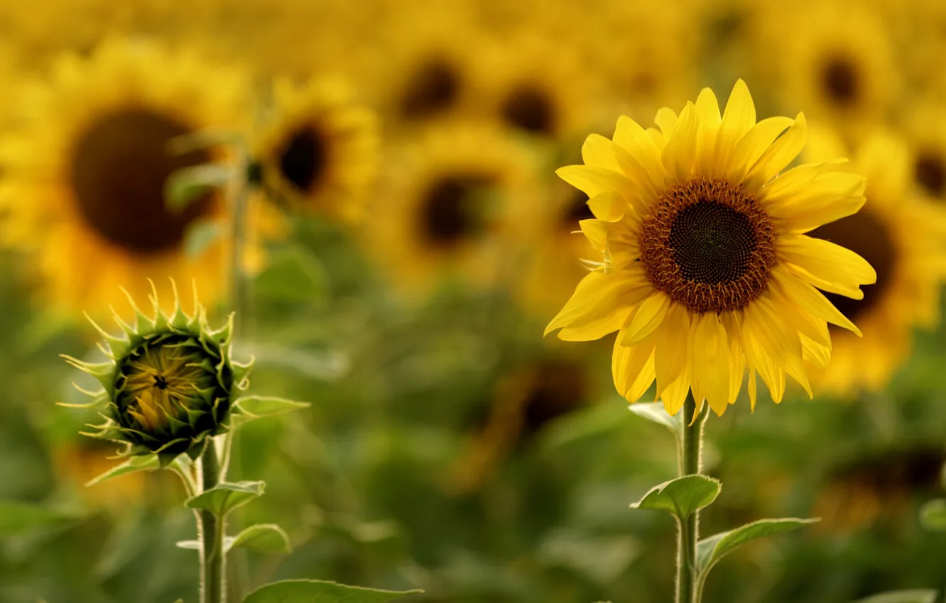 Photo wallpaper summer, sunflowers, nature, heat, bright, Sunny