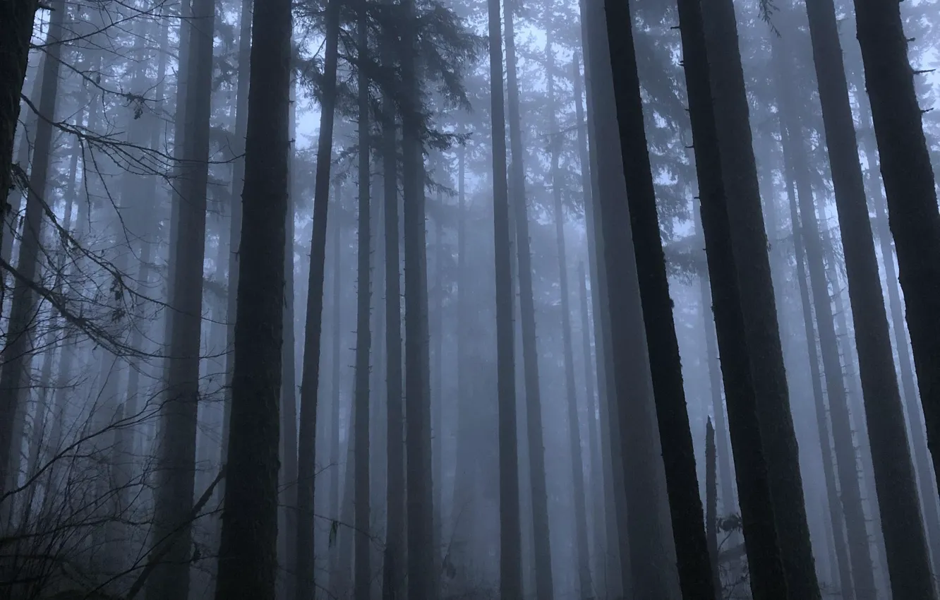 Photo wallpaper forest, trees, nature, fog, morning, USA, USA, Spencer Butte
