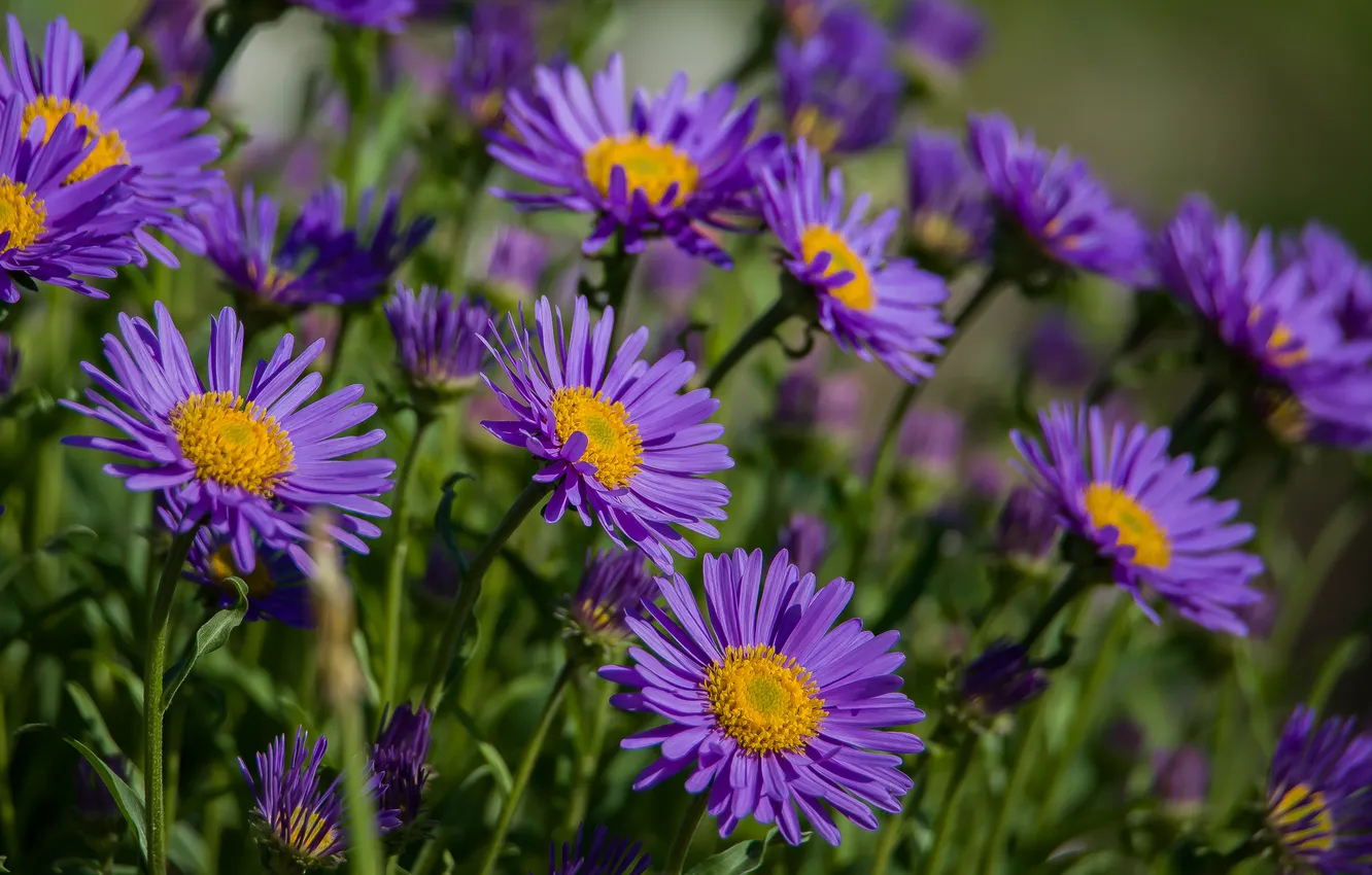 Photo wallpaper flowers, nature, spring