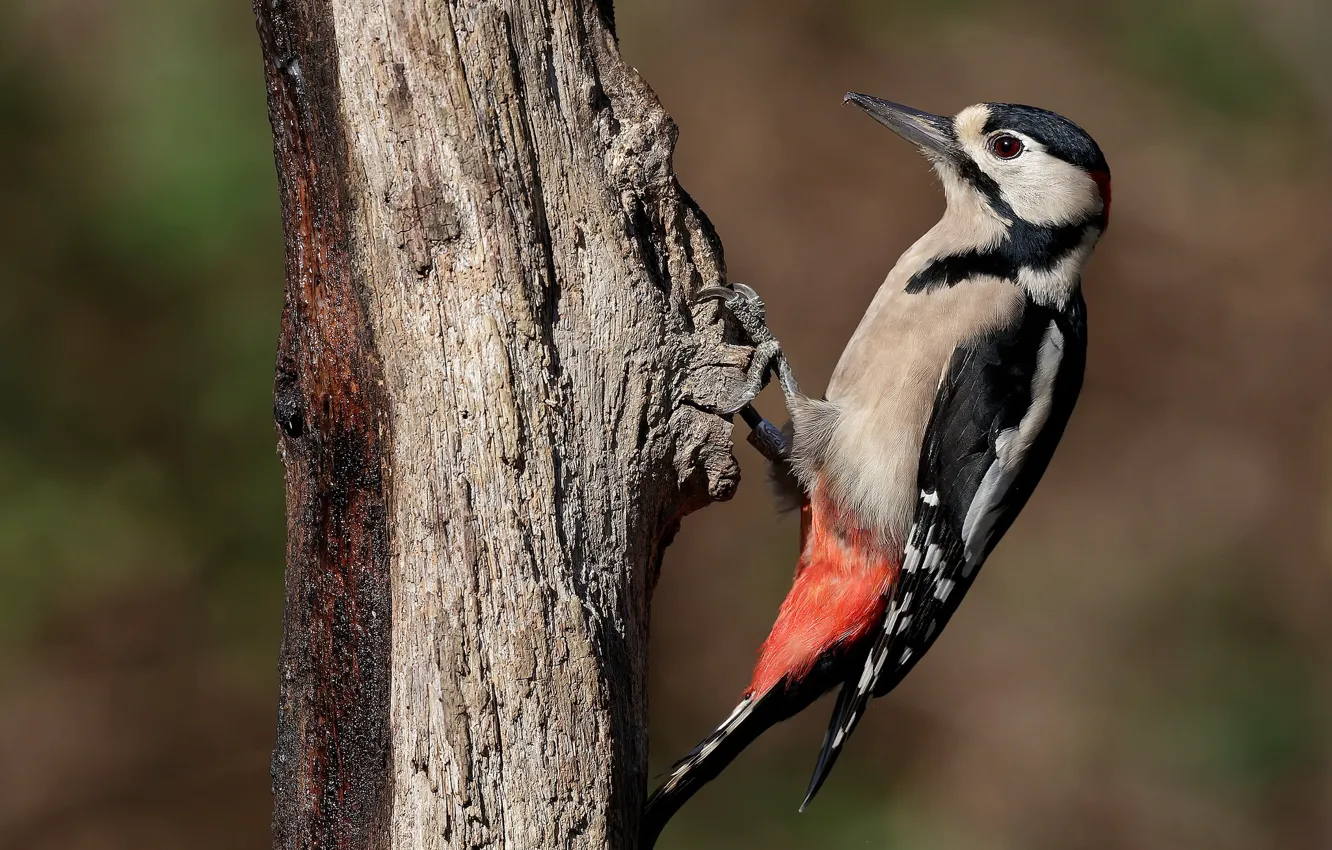Photo wallpaper trees, bird, woodpecker