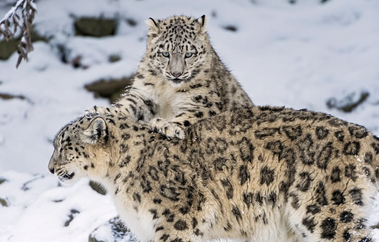 Photo wallpaper winter, snow, kitty, IRBIS, snow leopard, big cat, family