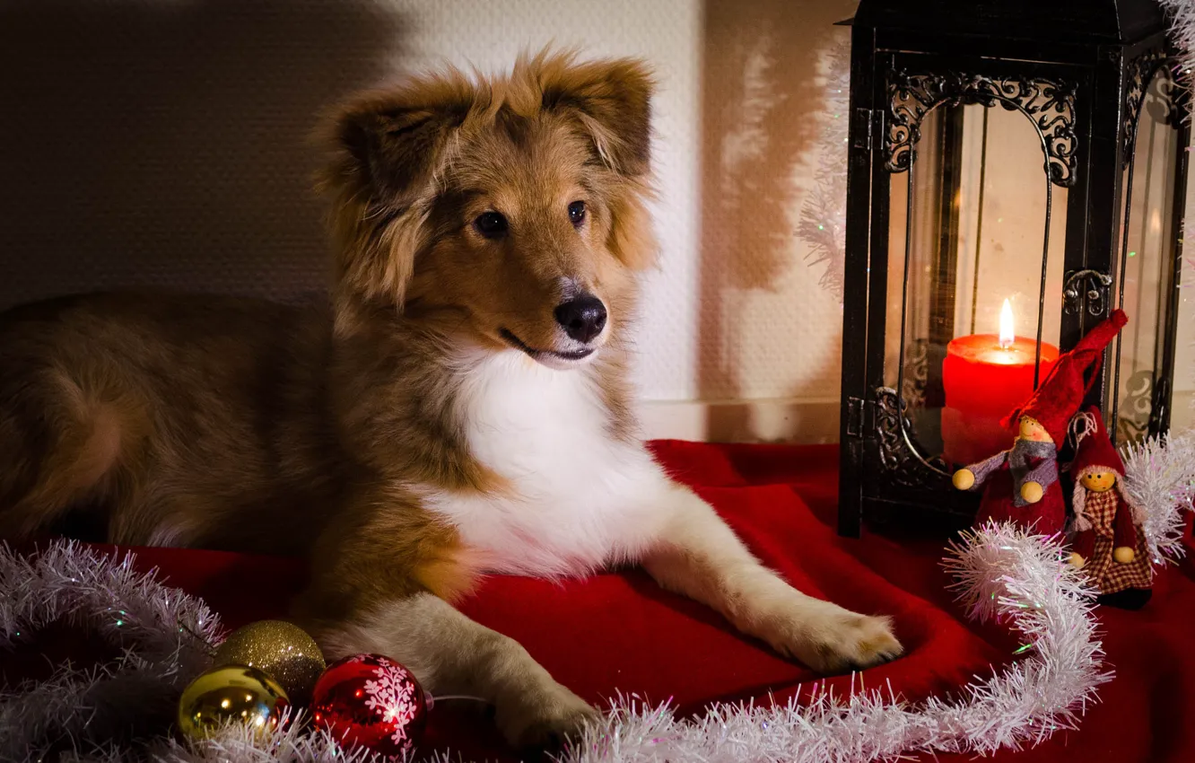 Photo wallpaper look, light, pose, candle, dog, Christmas, lantern, puppy
