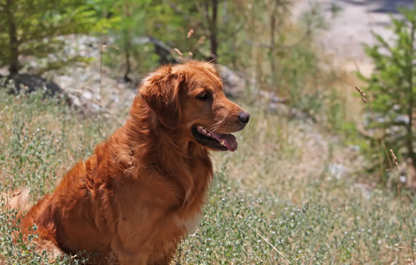 Photo wallpaper dog, nature, Retriever