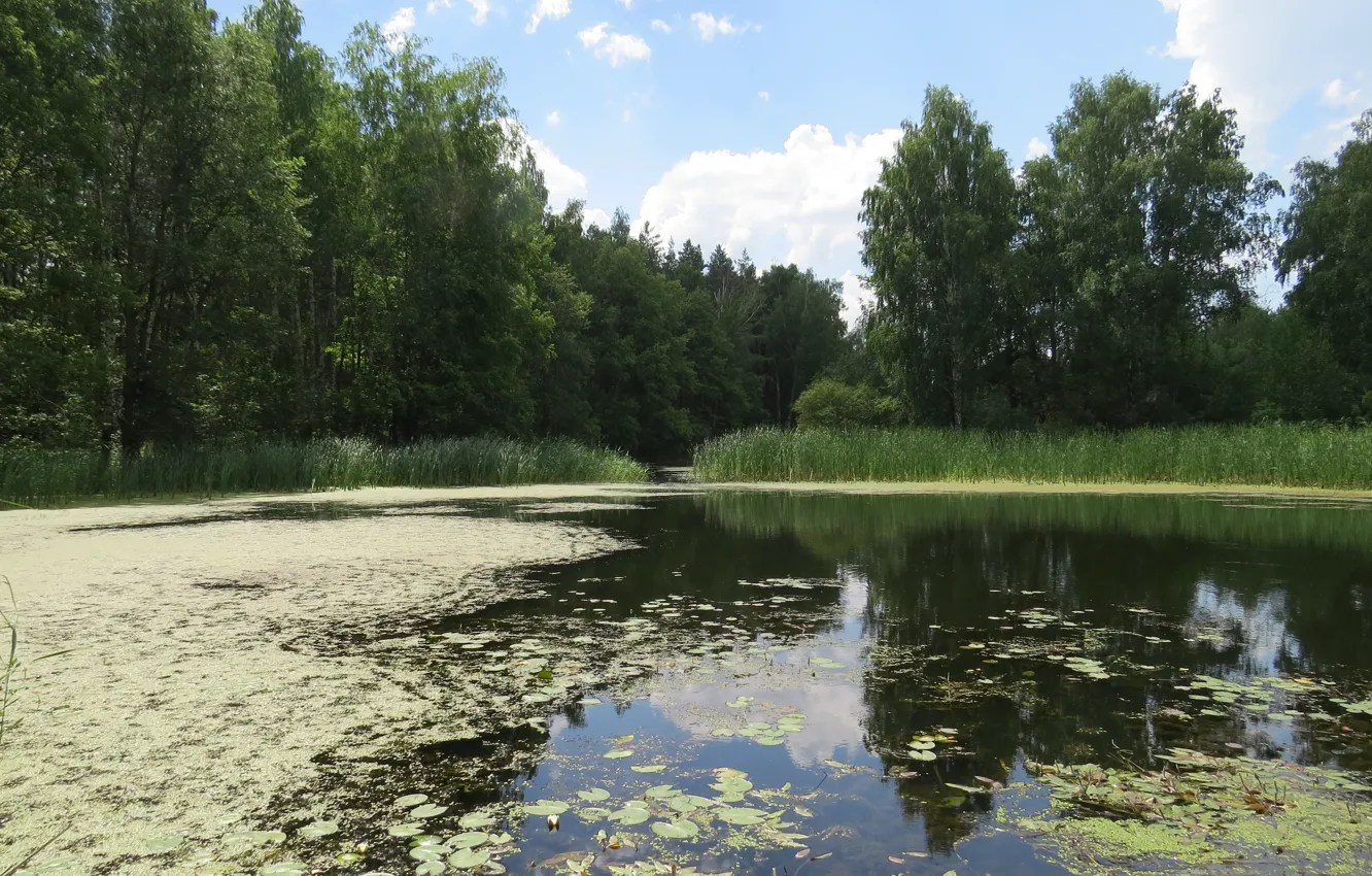 Photo wallpaper summer, Backwater, clear, day