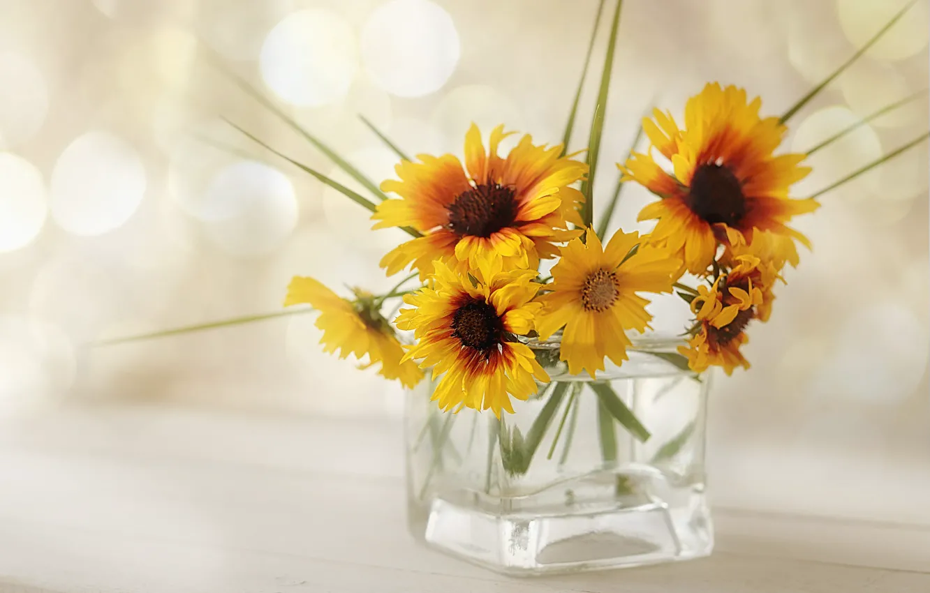 Photo wallpaper flowers, bouquet, yellow, light background, grass, bottle, cosmos, gaylardiya