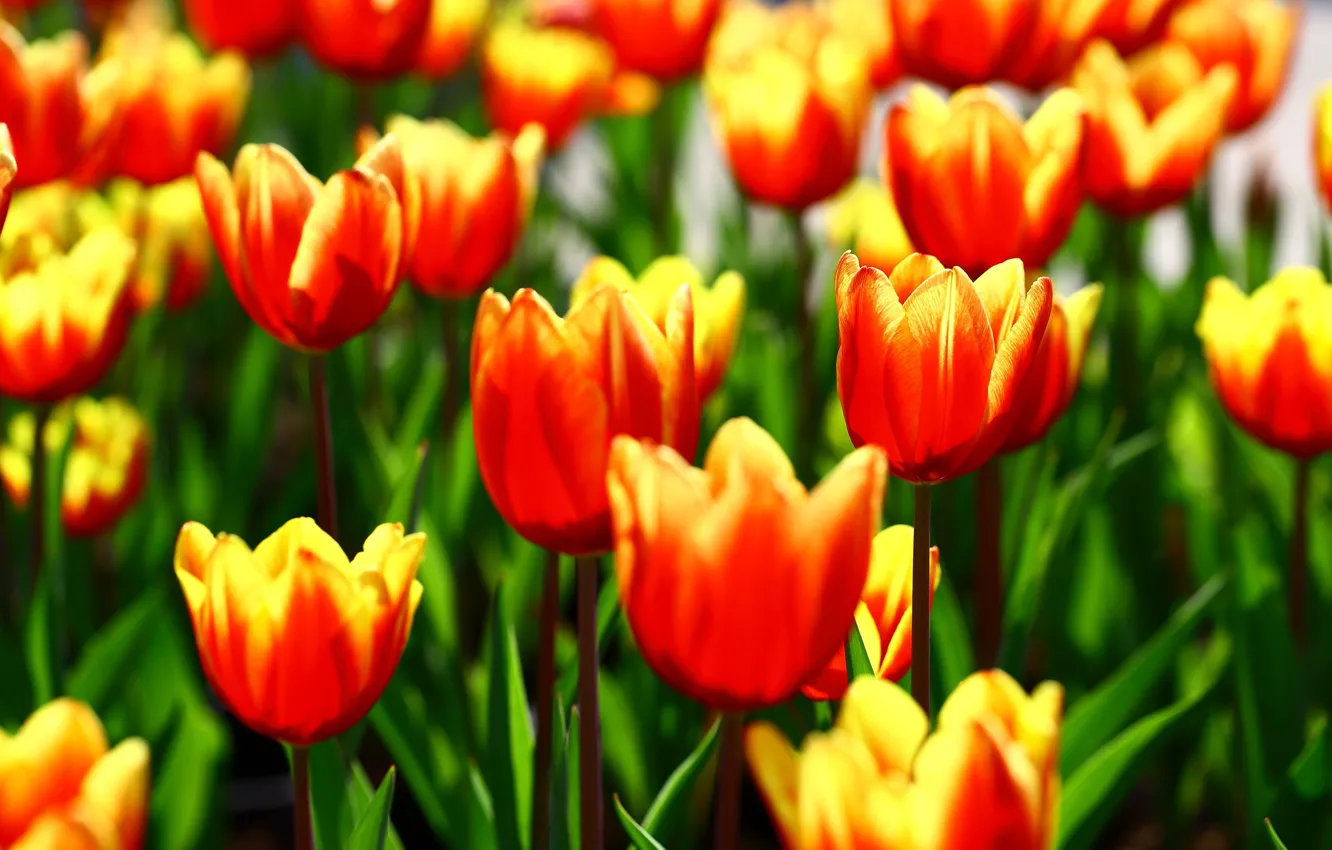 Photo wallpaper field, flowers, glade, bright, spring, tulips, buds, a lot