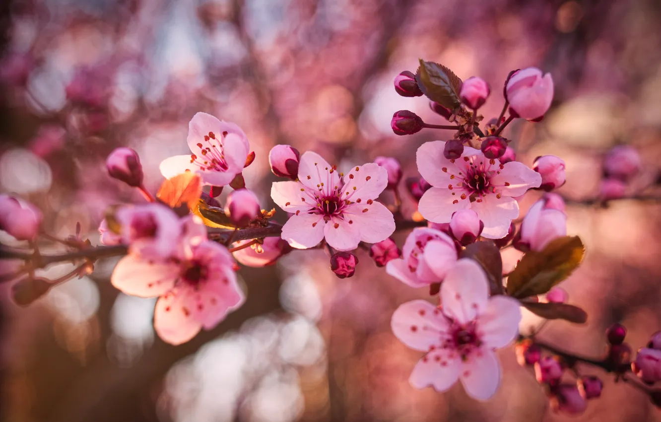 Photo wallpaper leaves, light, flowers, branches, cherry, glare, spring, Sakura