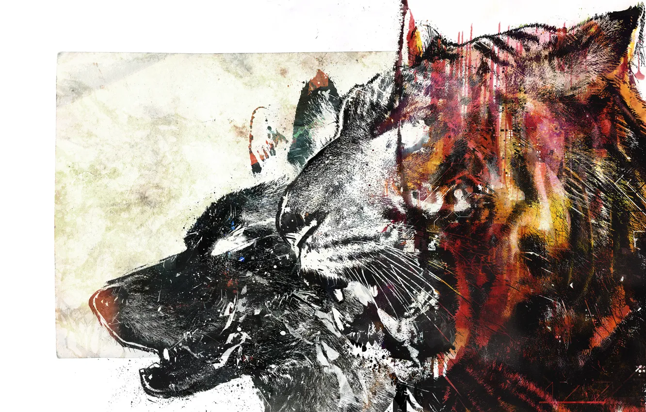 Photo wallpaper tiger, wolf, vhm-alex, bloodbeat