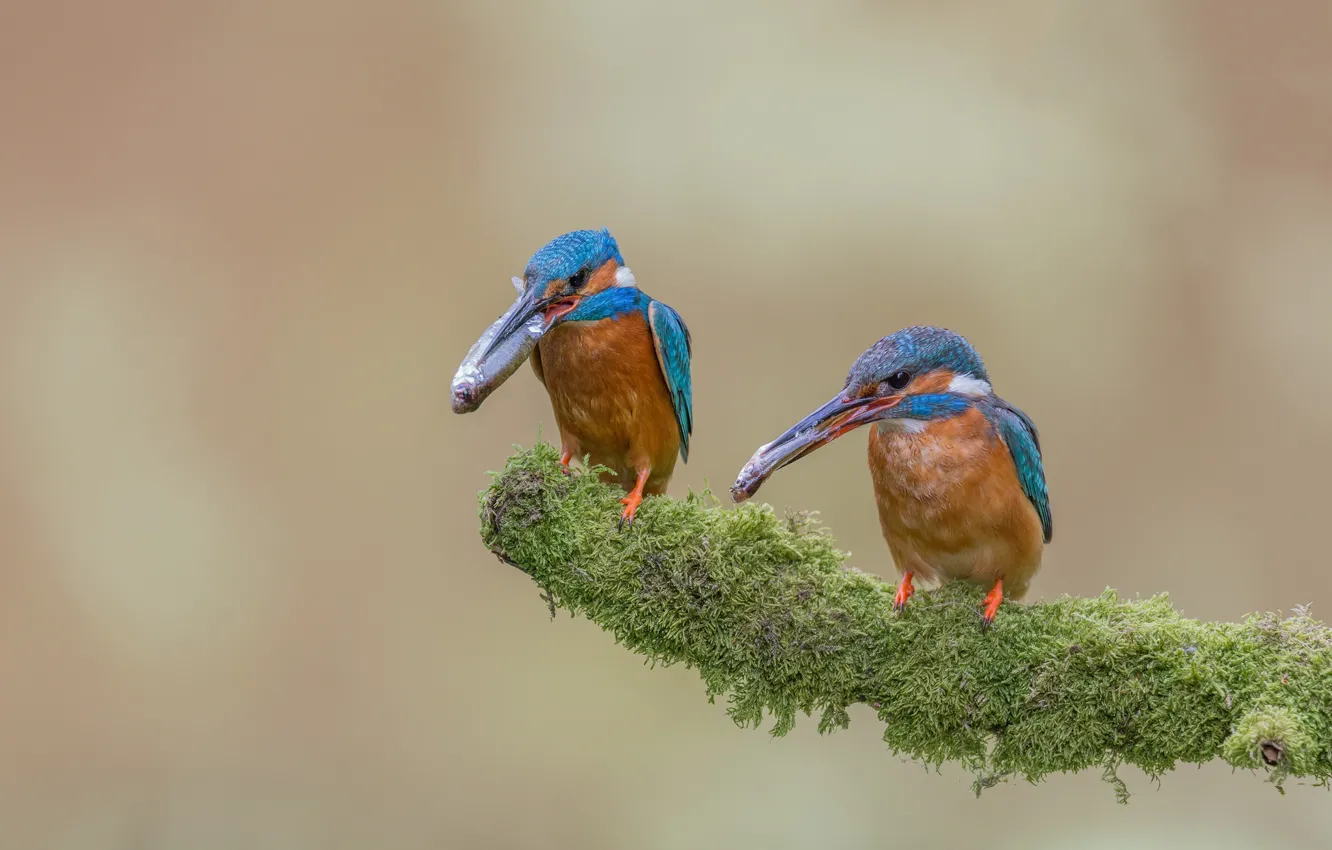 Photo wallpaper fish, branches, bird, moss, Kingfisher, catch