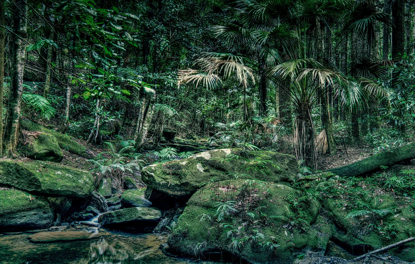 Photo wallpaper greens, forest, trees, stream, stones, moss, HDR, jungle