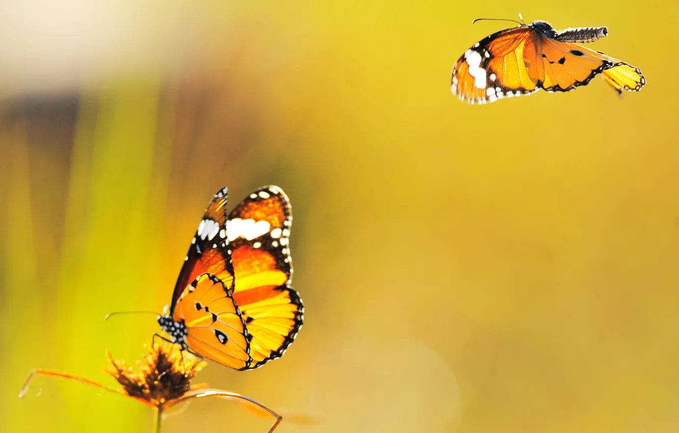Photo wallpaper butterfly, yellow, background, fly